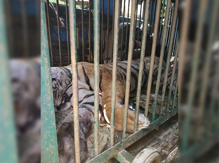 ಮೈಸೂರು: ಮೂವರನ್ನು ಬಲಿ ಪಡೆದಿದ್ದ ನರಭಕ್ಷಕ ಹುಲಿ ಸೆರೆ