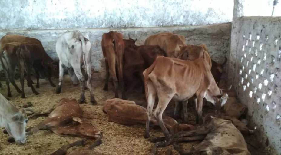 ಉತ್ತರಪ್ರದೇಶದಲ್ಲಿ ಕಳೆದ ವಾರ 100 ಗೋವುಗಳ ಸಾವು