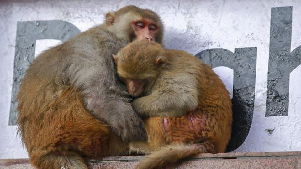 ಇಬ್ಬರಲ್ಲಿ ಮಂಗನ ಕಾಯಿಲೆ ರೋಗ ದೃಢ: 5 ಮಂದಿ ಮಣಿಪಾಲ ಆಸ್ಪತ್ರೆಗೆ ದಾಖಲು