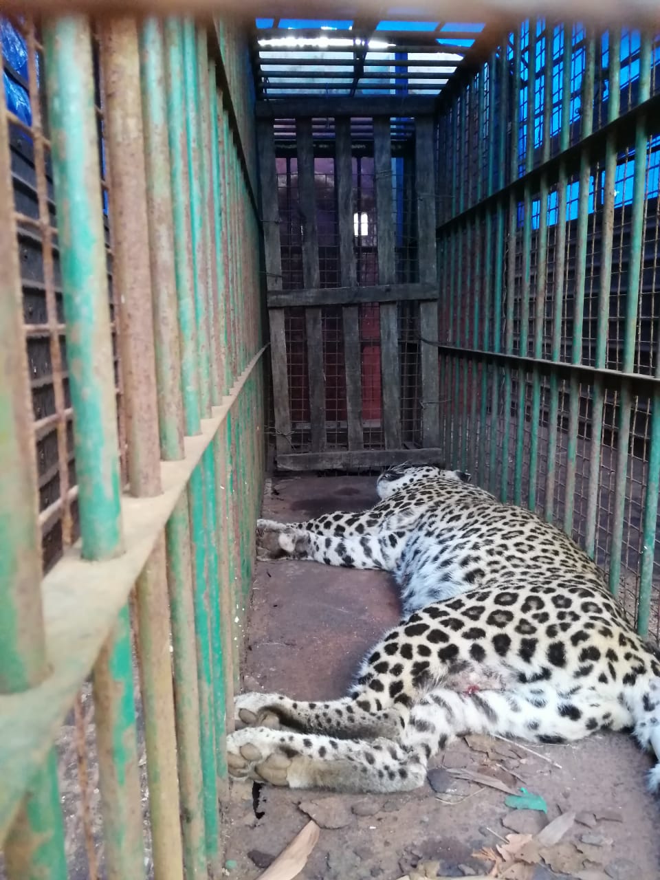 ಕಾಂತಾವರದಲ್ಲಿ ಚಿರತೆ ದಾಳಿ: ಇಬ್ಬರಿಗೆ ಗಾಯ