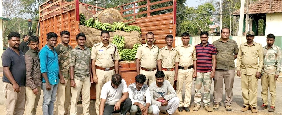 ಬಾಳೆಗೊನೆಯೊಂದಿಗೆ ಬೀಟೆ ಮರದ ನಾಟಗಳ ಸಾಗಾಟ: ಮೂವರ ಬಂಧನ
