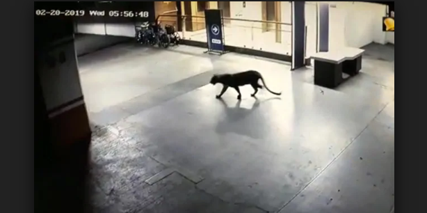 ಶಾಪಿಂಗ್ ಮಾಲ್ ಗೆ ನುಗ್ಗಿದ ಚಿರತೆ!