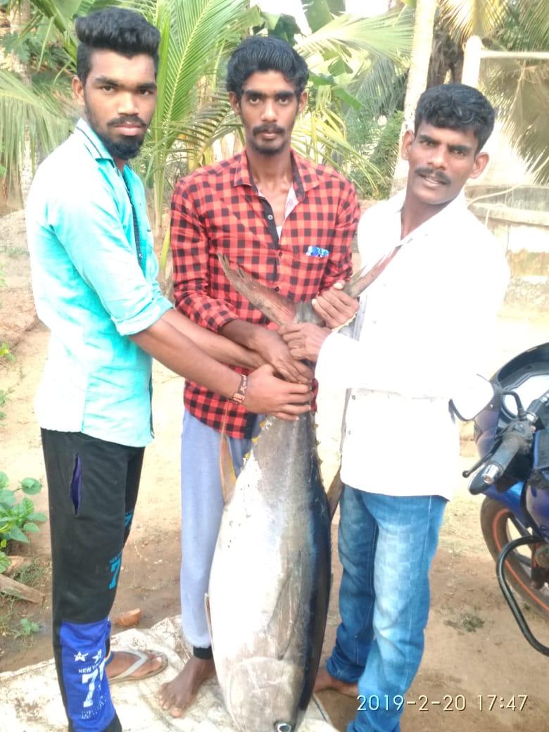 ಕುಂದಾಪುರ: ಹೊಳೆಯಲ್ಲಿ ಬಲೆಗೆ ಸಿಕ್ಕಿದ ಬೃಹತ್ ಗಾತ್ರದ ಕಾದರ್ ಮೀನು