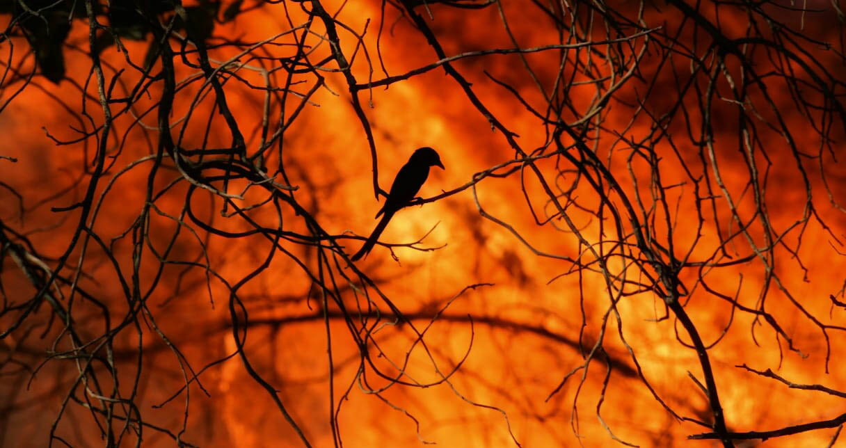 ಬಂಡೀಪುರ ಅಭಯಾರಣ್ಯದಲ್ಲಿ ಭಾರೀ ಬೆಂಕಿ: 15 ಸಾವಿರ ಎಕರೆ ಅರಣ್ಯ ಪ್ರದೇಶ ಭಸ್ಮ