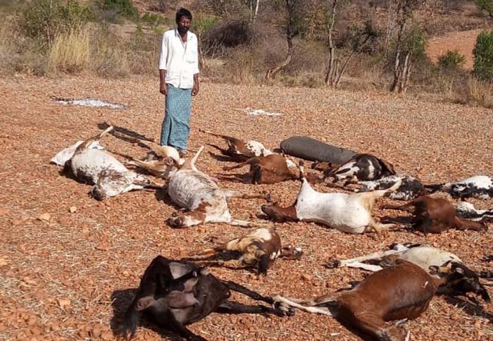 ಅರಳಿ ಗಿಡದ ಸೊಪ್ಪು ತಿಂದು 25 ಕುರಿಗಳು ಸಾವು