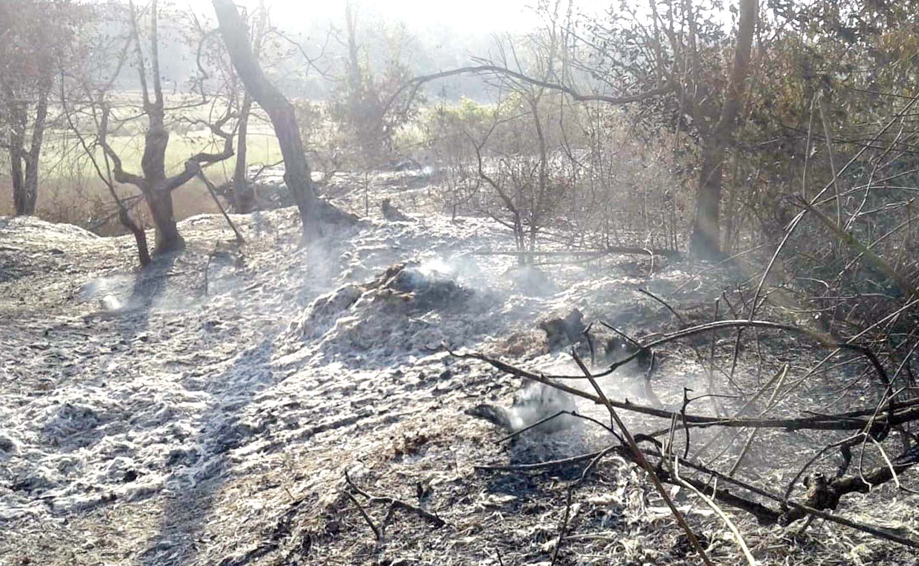 ಸಾಗರ: ಅರಣ್ಯಕ್ಕೆ ಬೆಂಕಿ ತಗುಲಿ ಸಾವಿರಾರು ಮರಗಳು ಭಸ್ಮ