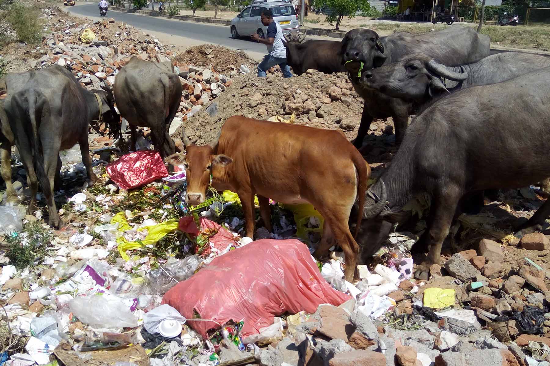 ಮಲೆನಾಡಿನಲ್ಲಿ ಏರುತ್ತಿರುವ ಬಿಸಿಲ ಧಗೆ: ಮೇವು - ನೀರಿಗೆ ಮೂಕ ಪ್ರಾಣಿಗಳ ಅಲೆದಾಟ ! ಮಲೆನಾಡಿನಲ್ಲಿ ಏರುತ್ತಿರುವ ಬಿಸಿಲ ಧಗೆ: ಮೇವು - ನೀರಿಗೆ ಮೂಕ ಪ್ರಾಣಿಗಳ ಅಲೆದಾಟ !