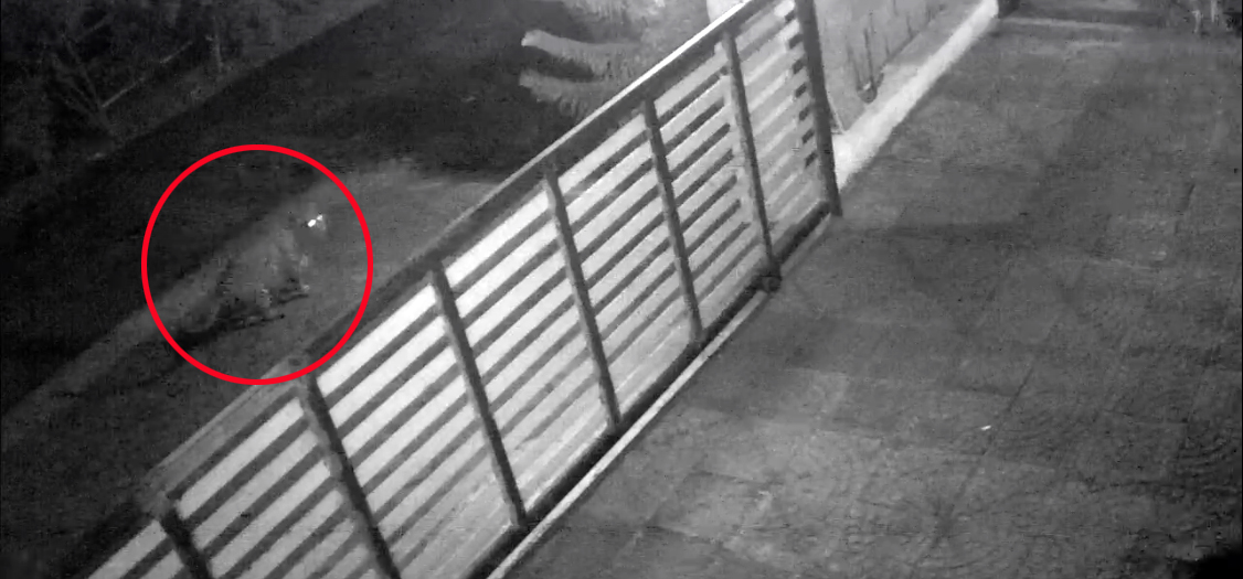 ನಾಯಿ ಬೇಟೆಗೆ ಮಣಿಪಾಲಕ್ಕೆ ಬಂದ ಚಿರತೆ !