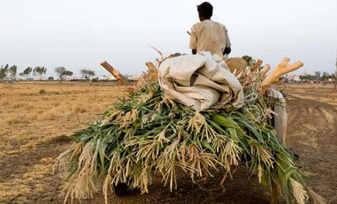 ಉದ್ಯೋಗ ಖಾತರಿ ಯೋಜನೆ ನಿಷ್ಕ್ರಿಯ: ಬಿಜೆಪಿ ಆಡಳಿತ ರಾಜ್ಯದಲ್ಲಿ ರೈತರ ಆಕ್ರೋಶ