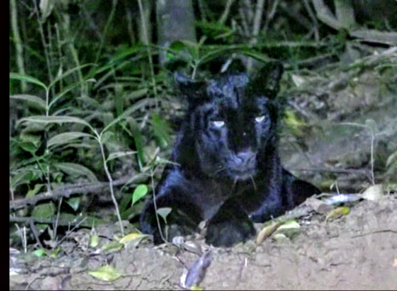 ಕಾಳಿ ಹುಲಿ ಸಂರಕ್ಷಿತಾರಣ್ಯದಲ್ಲಿ ಕರಿ ಚಿರತೆ ಪ್ರತ್ಯಕ್ಷ