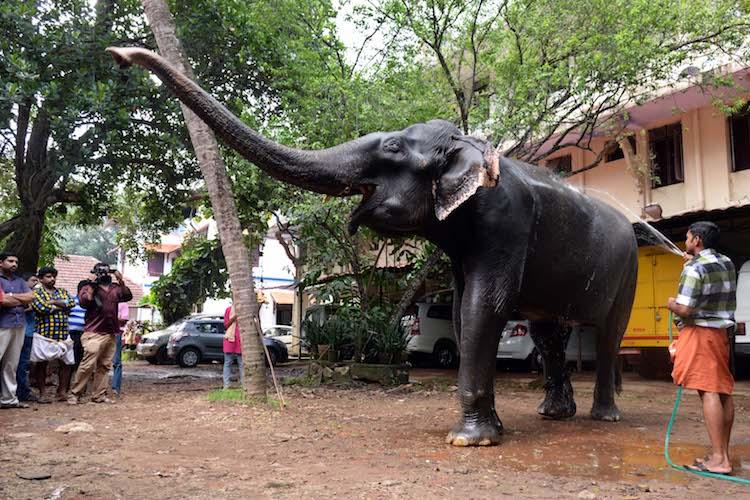 ಕೊನೆಯುಸಿರೆಳೆದ ಏಶ್ಯಾದ ಅತ್ಯಂತ ವೃದ್ಧ ಆನೆ ದಾಕ್ಷಾಯಣಿ