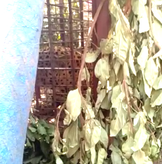 ಅರಣ್ಯ ಇಲಾಖೆ ಬೋನಿಗೆ ಬಿದ್ದ ಚಿರತೆ