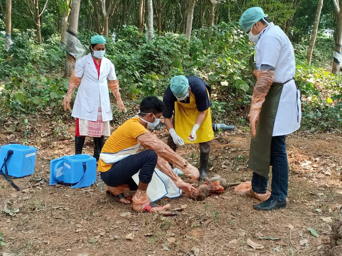 ಉಡುಪಿ: ಎರಡು ದಿನಗಳಲ್ಲಿ 12 ಮಂಗಗಳ ಶವ ಪತ್ತೆ
