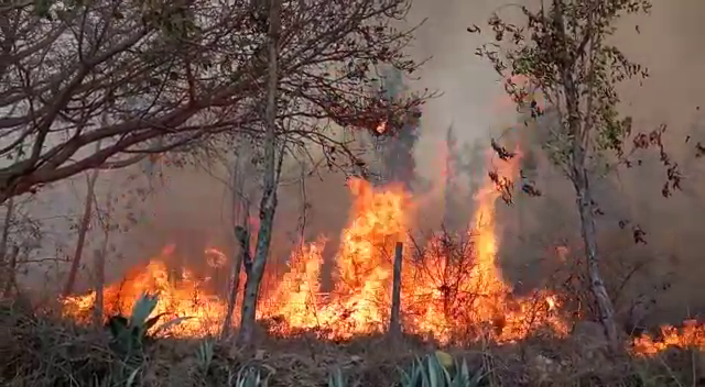 ಕಳಸಾಪುರ ಮೀಸಲು ಅರಣ್ಯಕ್ಕೆ ಬೆಂಕಿ: 80 ಎಕರೆಗೂ ಹೆಚ್ಚು ಅರಣ್ಯ ಪ್ರದೇಶ ನಾಶ