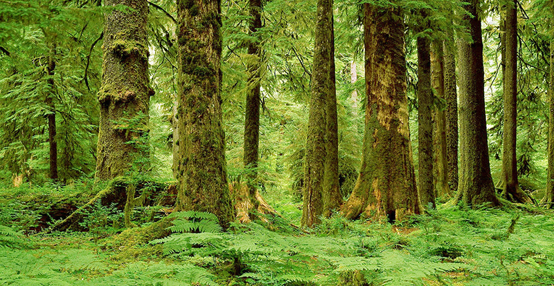 ಕಾಡು ಉಳಿದರೆ ಮಾತ್ರ ನಾಡು ಉಳಿದೀತು... ಕಾಡು ಉಳಿದರೆ ಮಾತ್ರ ನಾಡು ಉಳಿದೀತು...