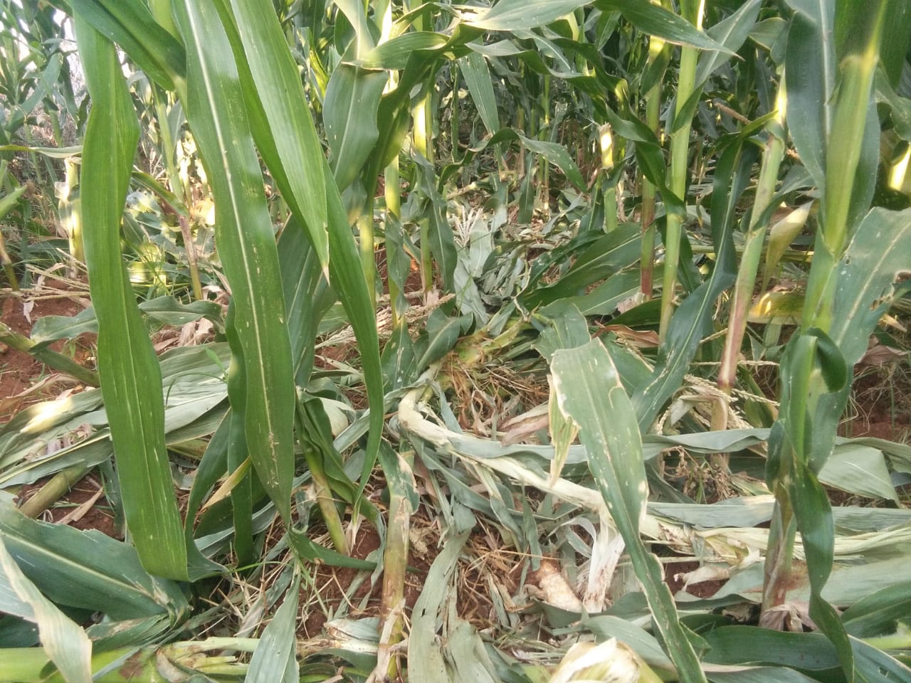 ಹನೂರು :  ಕಾಡು ಪ್ರಾಣಿಗಳು ದಾಳಿ; ಜೋಳಬೆಳೆ ನಾಶ