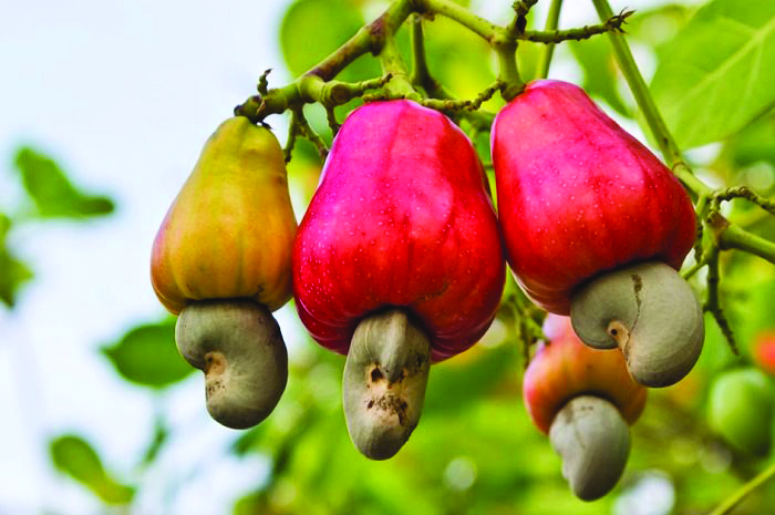 ‘ಗೇರು ಮತ್ತು ಬಾಲ್ಯದ ಕಾರುಬಾರು’