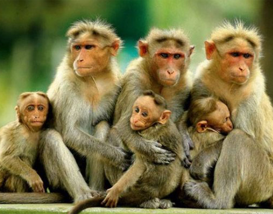 ಸಾಗರ: ಶಂಕಿತ ಮಂಗನ ಕಾಯಿಲೆಗೆ ಮತ್ತೊಂದು ಬಲಿ