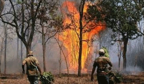 ಕಾಡಿನ ಕಿಚ್ಚು ನಾಡನ್ನು ಸುಡುವುದಿಲ್ಲವೇ! ಕಾಡಿನ ಕಿಚ್ಚು ನಾಡನ್ನು ಸುಡುವುದಿಲ್ಲವೇ!