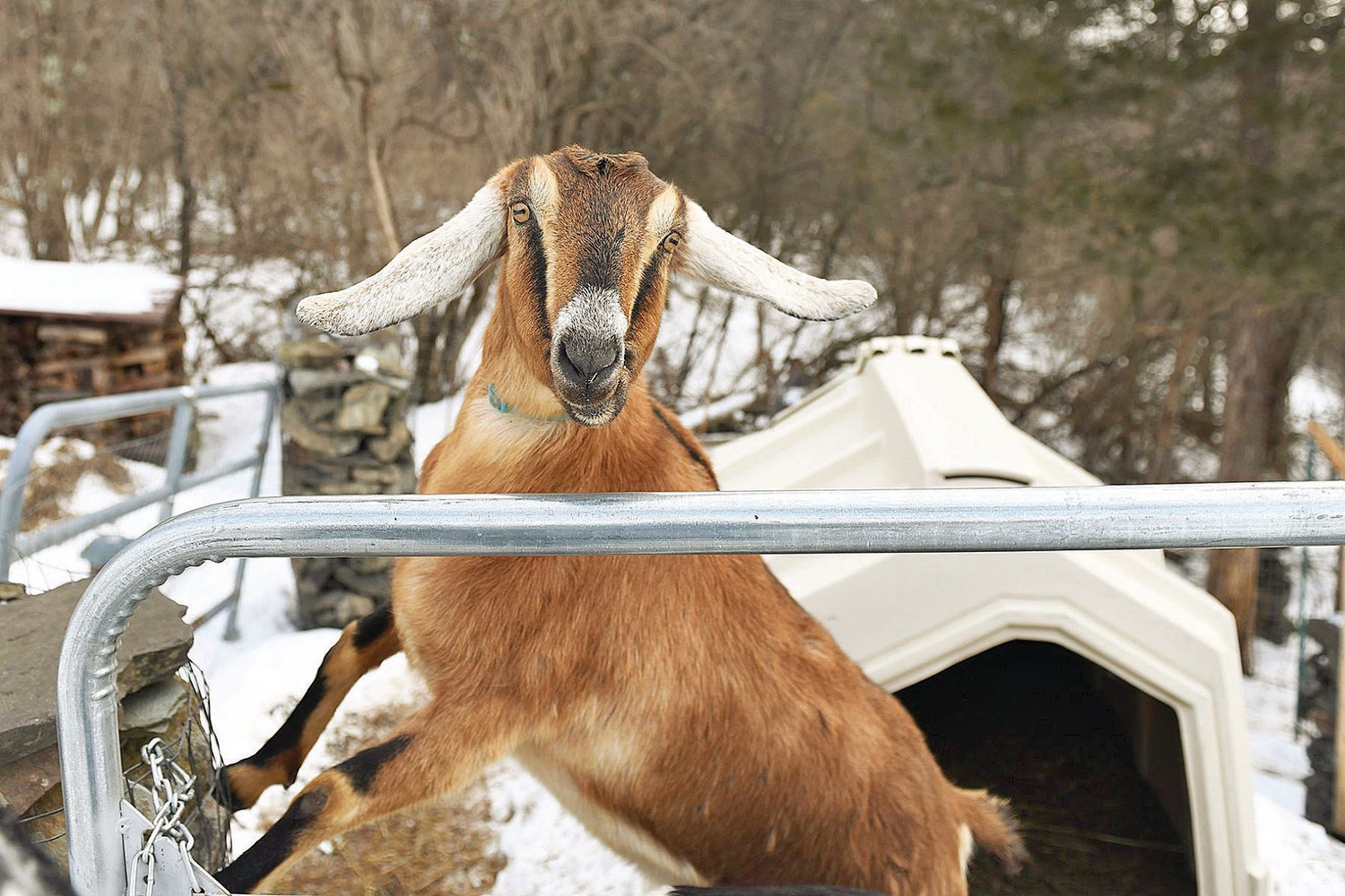 ಲಿಂಕನ್ ಹೆಸರಿನ ಆಡು ಮೇಯರ್ ಆಗಿ ಆಯ್ಕೆ!