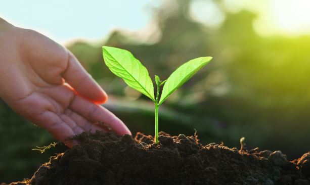 5 ಗಿಡ ನೆಟ್ಟರೆ, ಬಂಧನ ವಾರಂಟ್ ರದ್ದು: ಅತ್ಯಾಚಾರ ಆರೋಪಿಗೆ ನ್ಯಾಯಾಲಯ ಸೂಚನೆ