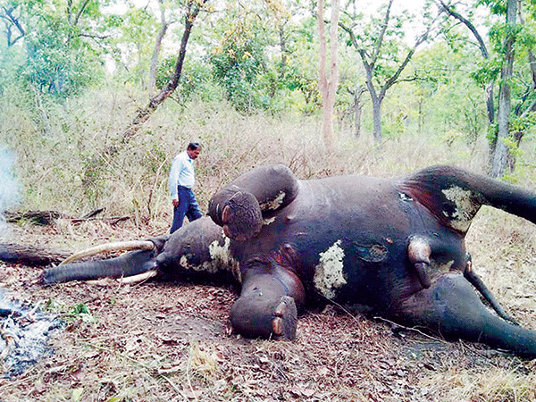 ಬಂಡೀಪುರ ಉದ್ಯಾನವನ: ಕಾದಾಟದಿಂದ ಗಂಡಾನೆ ಸಾವು