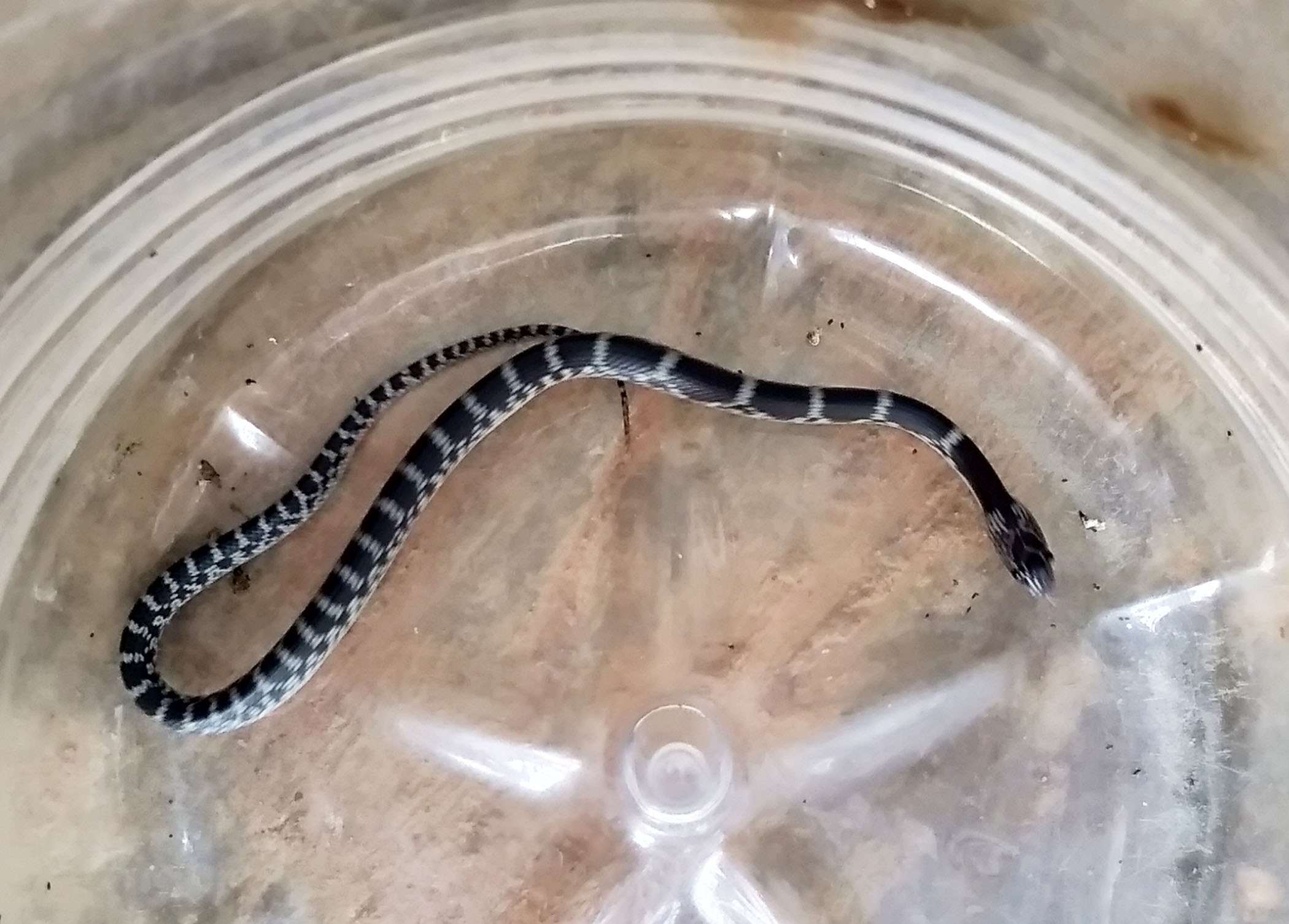 ಪರ್ಕಳದಲ್ಲಿ ಅಪರೂಪದ ಕಟ್ಟು ತೋಳ ಹಾವು ಪತ್ತೆ