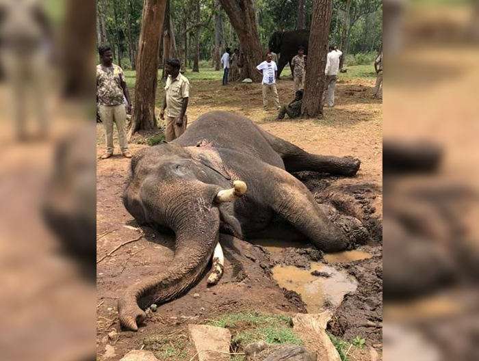 ಮೃತ ಆನೆ ದ್ರೋಣ ಸಾವಿಗೆ ಅಂತ್ರಾಕ್ಸ್ ಕಾರಣವಲ್ಲ: ನಿಟ್ಟುಸಿರು ಬಿಟ್ಟ ಅರಣ್ಯಾಧಿಕಾರಿಗಳು