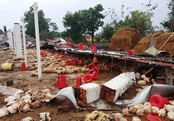 ಮುಂಡಗೋಡುವಿನಲ್ಲಿ ಭಾರೀ ಗಾಳಿ ಮಳೆ: ಅಪಾರ ಕೃಷಿ ನಾಶ, 5000 ಕೋಳಿಗಳ ಸಾವು