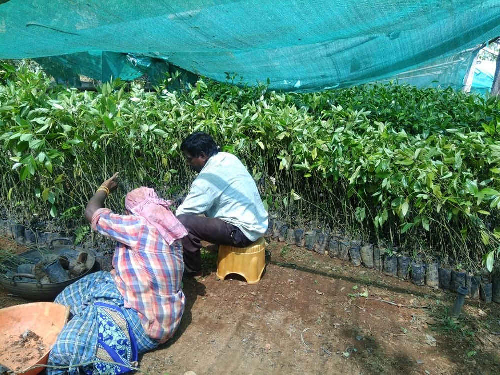 ಉಡುಪಿ ಜಿಲ್ಲೆಯ 6 ತೋಟಗಾರಿಕಾ ಕ್ಷೇತ್ರಗಳ ಆದಾಯದಲ್ಲಿ ಏರಿಕೆ