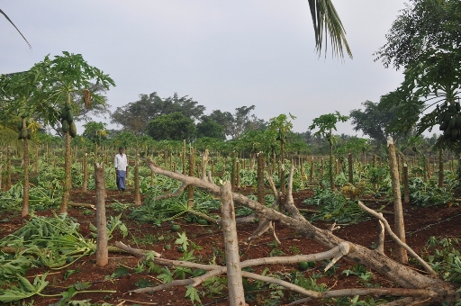 ಪಾಂಡವಪುರದಲ್ಲಿ ಬಿರುಗಾಳಿ ಮಳೆ: ಬೆಳೆ, ಮನೆಗಳಿಗೆ ಹಾನಿ- ಧರೆಗುರಳಿದ ವಿದ್ಯುತ್ ಕಂಬಗಳು