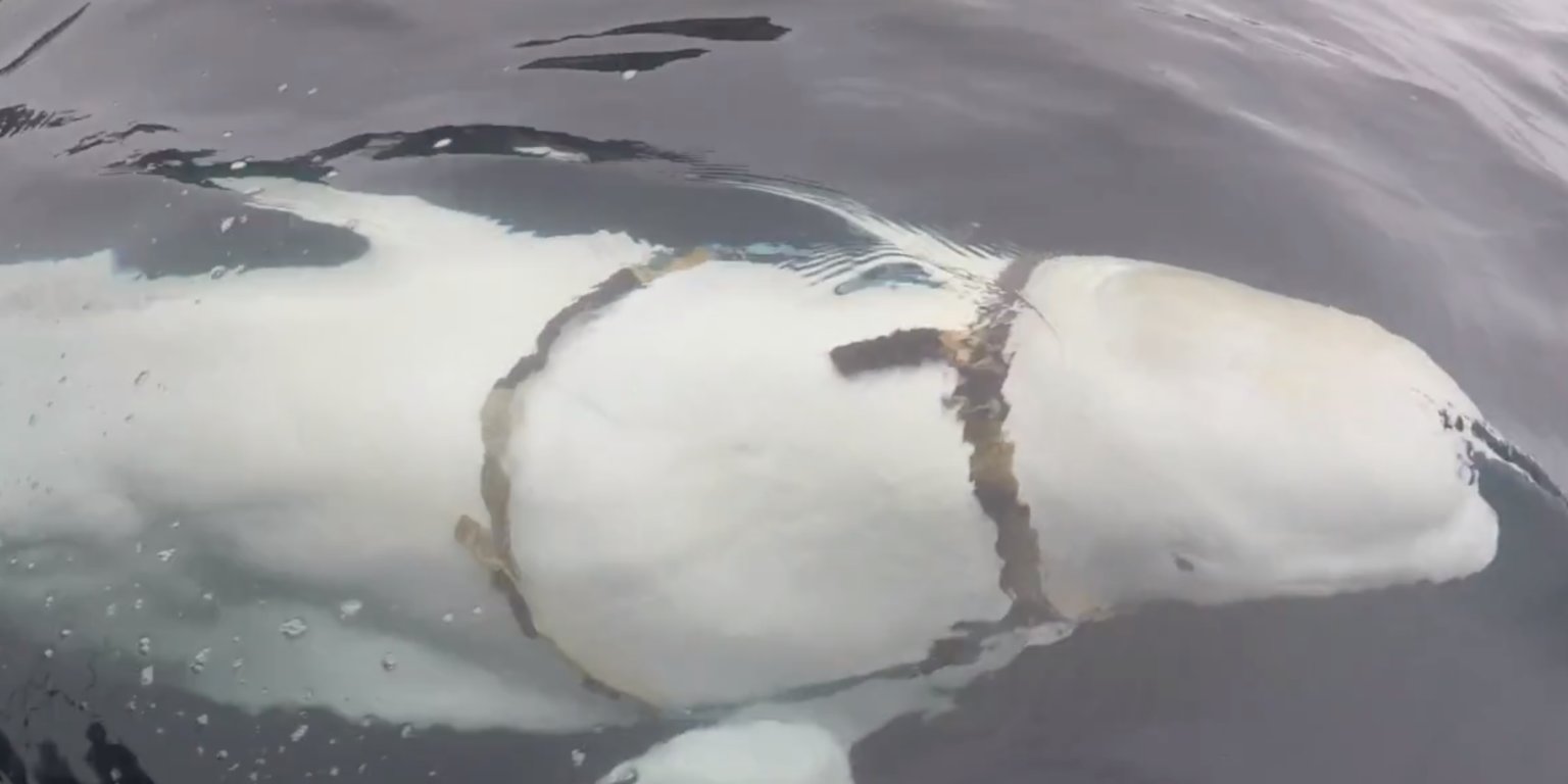 ಕುತ್ತಿಗೆ ಪಟ್ಟಿ ಹೊಂದಿರುವ ‘ಬೇಹುಗಾರ’ ತಿಮಿಂಗಿಲ ಪತ್ತೆ