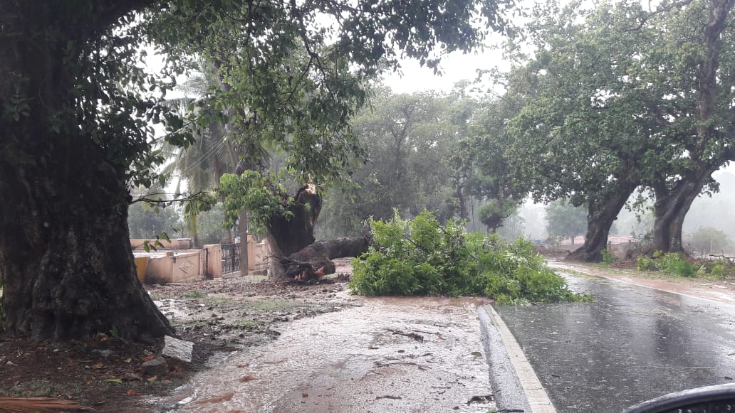 ಮಲೆನಾಡಿನಲ್ಲಿ ಗುಡುಗು, ಮಿಂಚು ಸಹಿತ ಭಾರೀ ಮಳೆ: ಧರೆಗುರುಳಿದ ಮರಗಳು