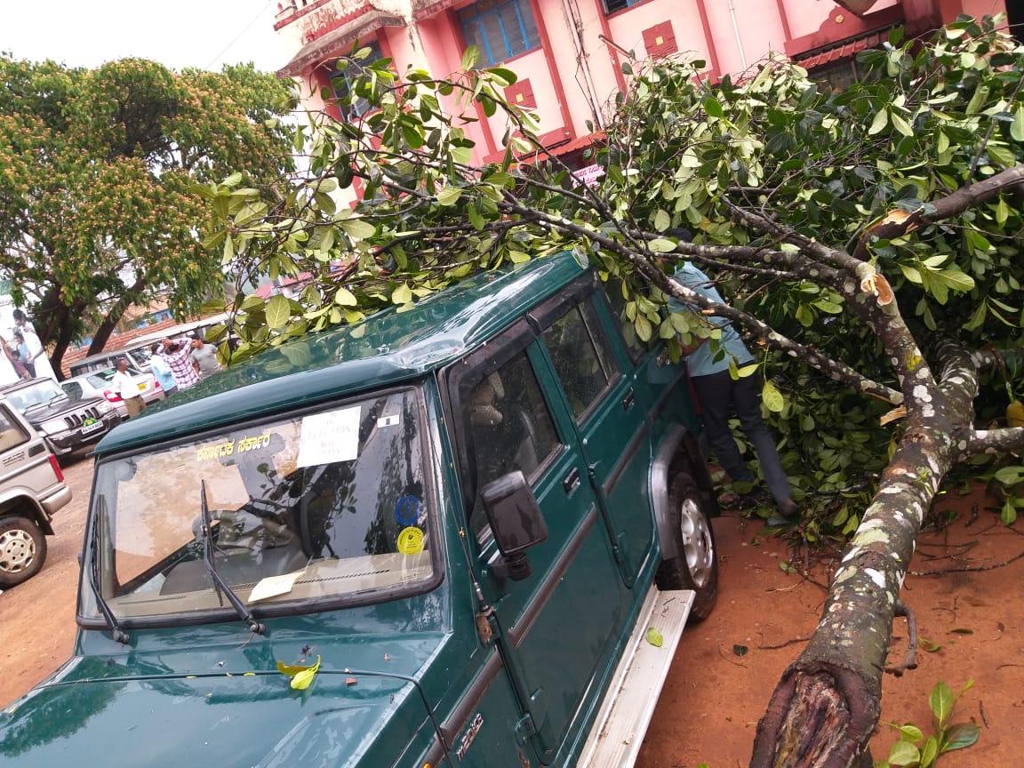 ಮಲೆನಾಡಿನಲ್ಲಿ ಮುಂದುವರಿದ ಭಾರೀ ಮಳೆ: ಧರೆಗುರುಳಿದ ಮರ, ವಿದ್ಯುತ್ ಕಂಬಗಳು