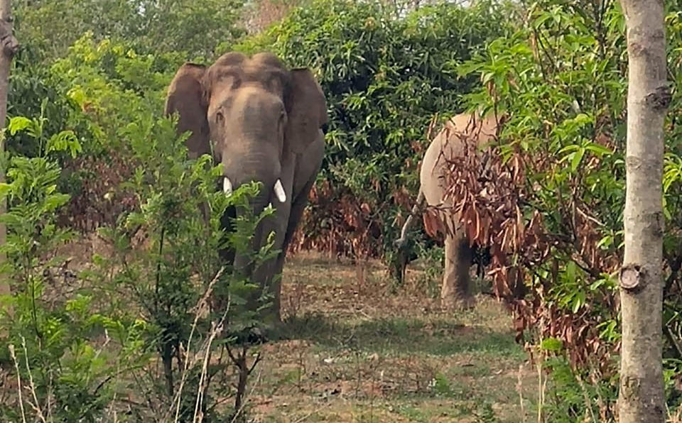 ಮಾಲೂರಿನಲ್ಲಿ ಆನೆ ದಾಳಿ: ಯುವಕನಿಗೆ ಗಂಭೀರ ಗಾಯ