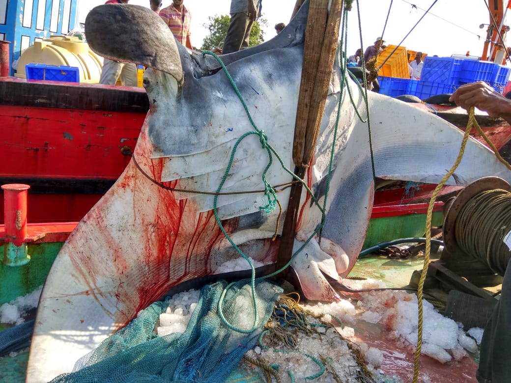 ಮಲ್ಪೆ: ಬಲೆಗೆ ಬಿದ್ದ ಬರೋಬರಿ 1200 ಕೆ.ಜಿ. ತೂಕದ ತೊರಕೆ ಮೀನು !