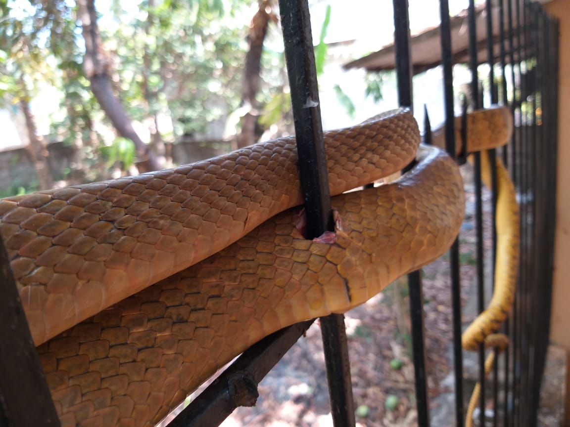 ಉಡುಪಿ: ಸರಳಿನಲ್ಲಿ ಸಿಲುಕಿ ಗಾಯಗೊಂಡ ಹಾವಿನ ರಕ್ಷಣೆ