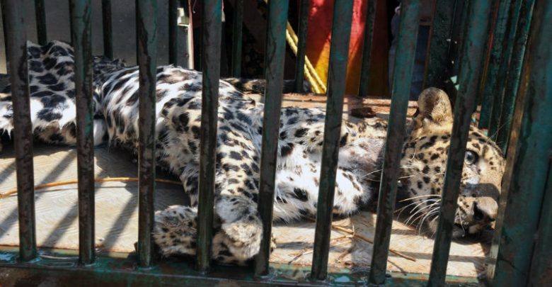 ಮನೆಗೆ ನುಗ್ಗಿದ ಚಿರತೆ ಸೆರೆ: ಚಿಕಿತ್ಸೆಗಾಗಿ ಸಾಗಿಸುವ ವೇಳೆ ಮಾರ್ಗಮಧ್ಯೆ ಸಾವು