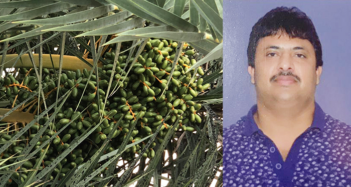 ಕೊಡಗಿನಲ್ಲೂ ಬೆಳೆಯಬಹುದು ಖರ್ಜೂರ: ಕೃಷಿ ಕ್ಷೇತ್ರದ ಗಮನ ಸೆಳೆದ ಅಕ್ಬರ್