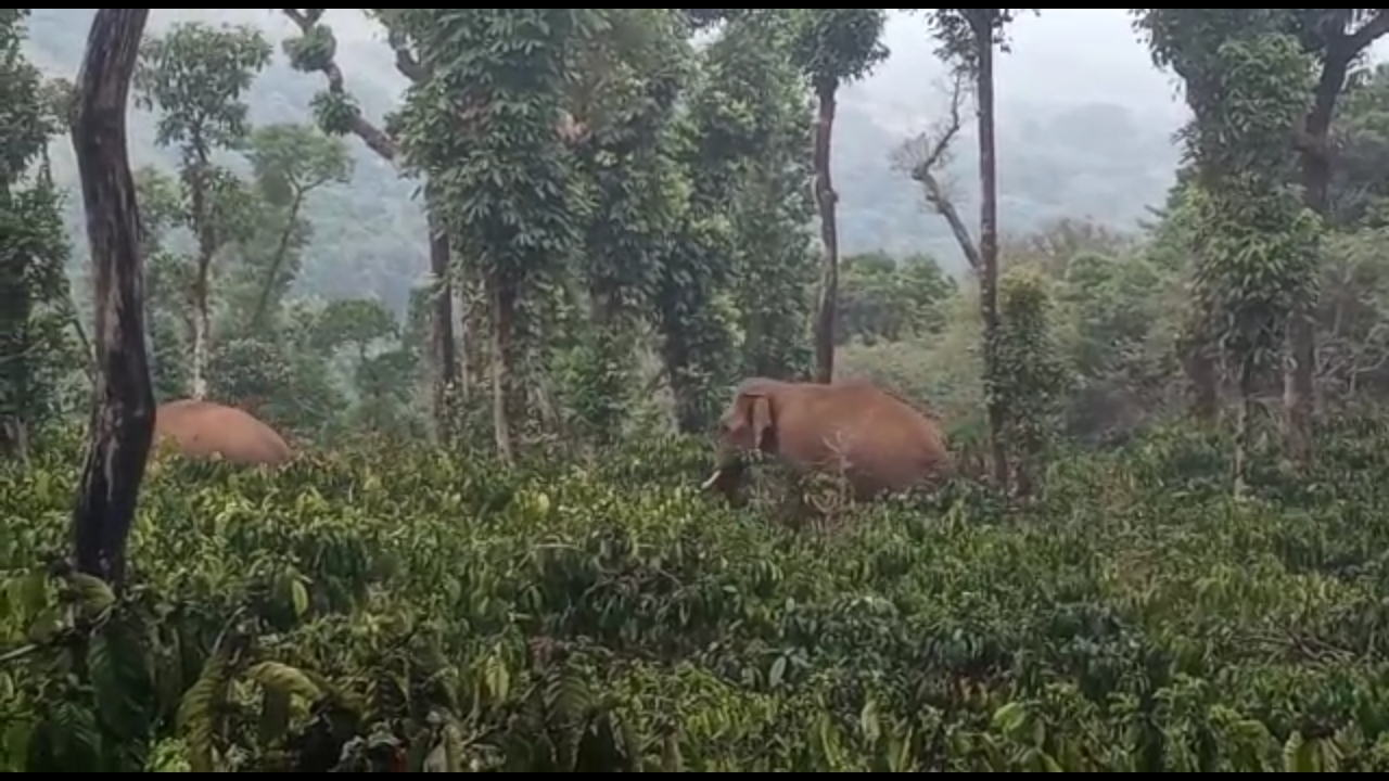 ಮೂಡಿಗೆರೆ: ಕಾಫಿ ತೋಟಕ್ಕೆ ಲಗ್ಗೆ ಇಟ್ಟ ಕಾಡಾನೆಗಳು; ಗ್ರಾಮಸ್ಥರಲ್ಲಿ ಭೀತಿ