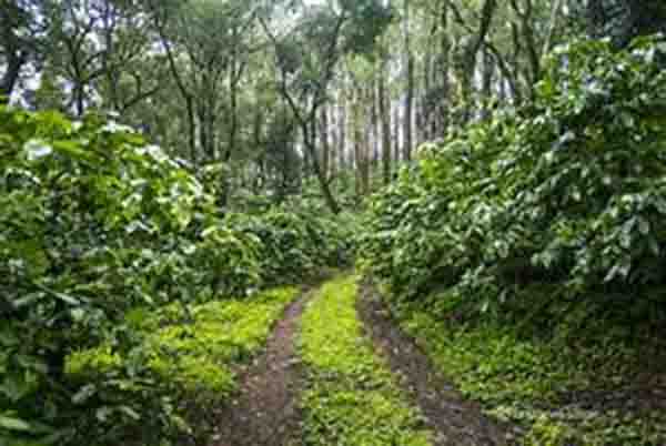 ಕಾಫಿ ತೋಟಗಳಿಗೆ ಕಾಂಡಕೊರಕ ರೋಗದ ಭೀತಿ: ಹೂ ಮಳೆ ನಿರೀಕ್ಷೆಯಲ್ಲಿ ಕಾಫಿ ಬೆಳೆಗಾರರು
