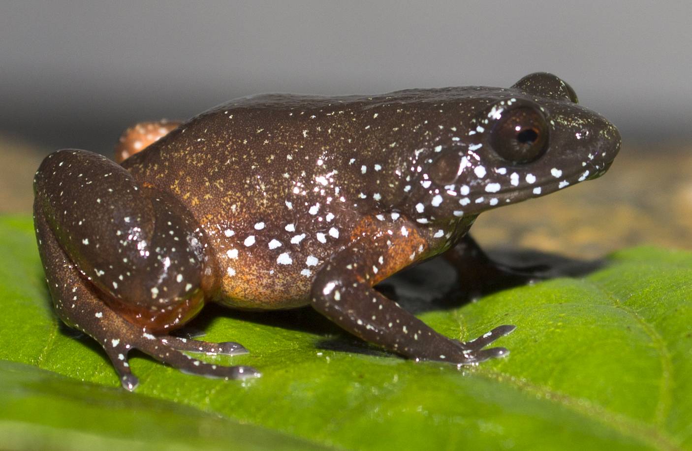 ಕುತೂಹಲ ಸ್ವರೂಪದ ಕಪ್ಪೆ ಅನ್ವೇಷಣೆ: ಡಾ.ದಿನೇಶ್