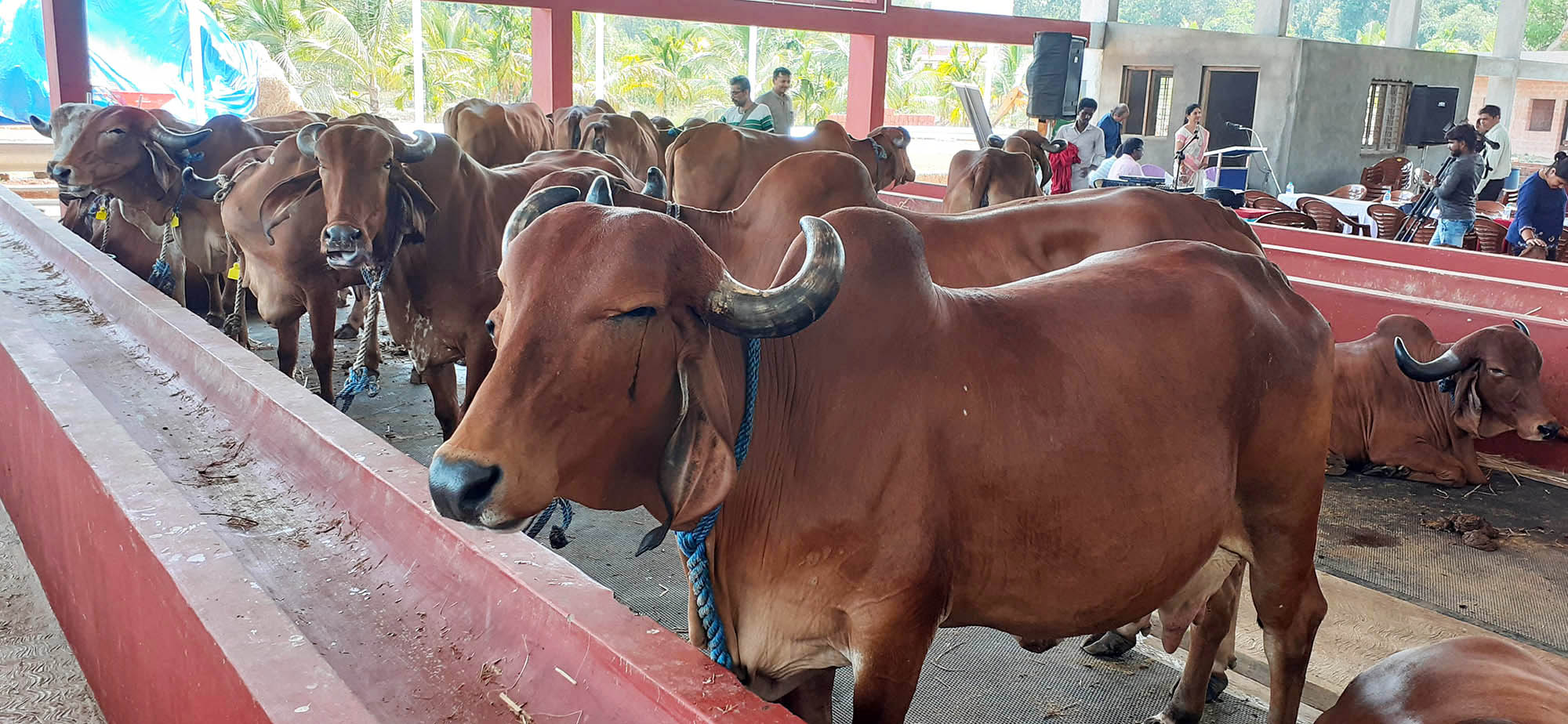 ಮುನಿಯಾಲಿನಲ್ಲೊಂದು ದೇಸೀ ತಳಿಗಳ ಗೋಶಾಲೆ ‘ಸಂಜೀವಿನಿ ಫಾರ್ಮ್’