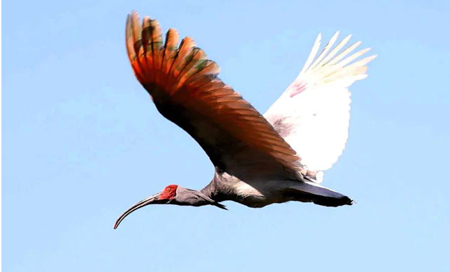 40 ವರ್ಷಗಳ ಬಳಿಕ ಕಾಡಿಗೆ ಮರಳಿದ ಹಕ್ಕಿ