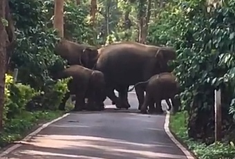 ಸಿದ್ದಾಪುರ: ರಸ್ತೆಯಲ್ಲಿ ಹಾಡಹಗಲೇ ಕಾಡಾನೆಗಳ ಪಥಸಂಚಲನ