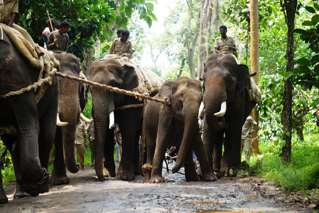 ಪುಂಡಾಟ ಮಾಡಿದ ಹೆಣ್ಣಾನೆ ಸೆರೆ: ನೆಲ್ಯಹುದಿಕೇರಿಯಲ್ಲಿ ಅರಣ್ಯ ಇಲಾಖೆ ಯಶಸ್ವಿ ಕಾರ್ಯಾಚರಣೆ