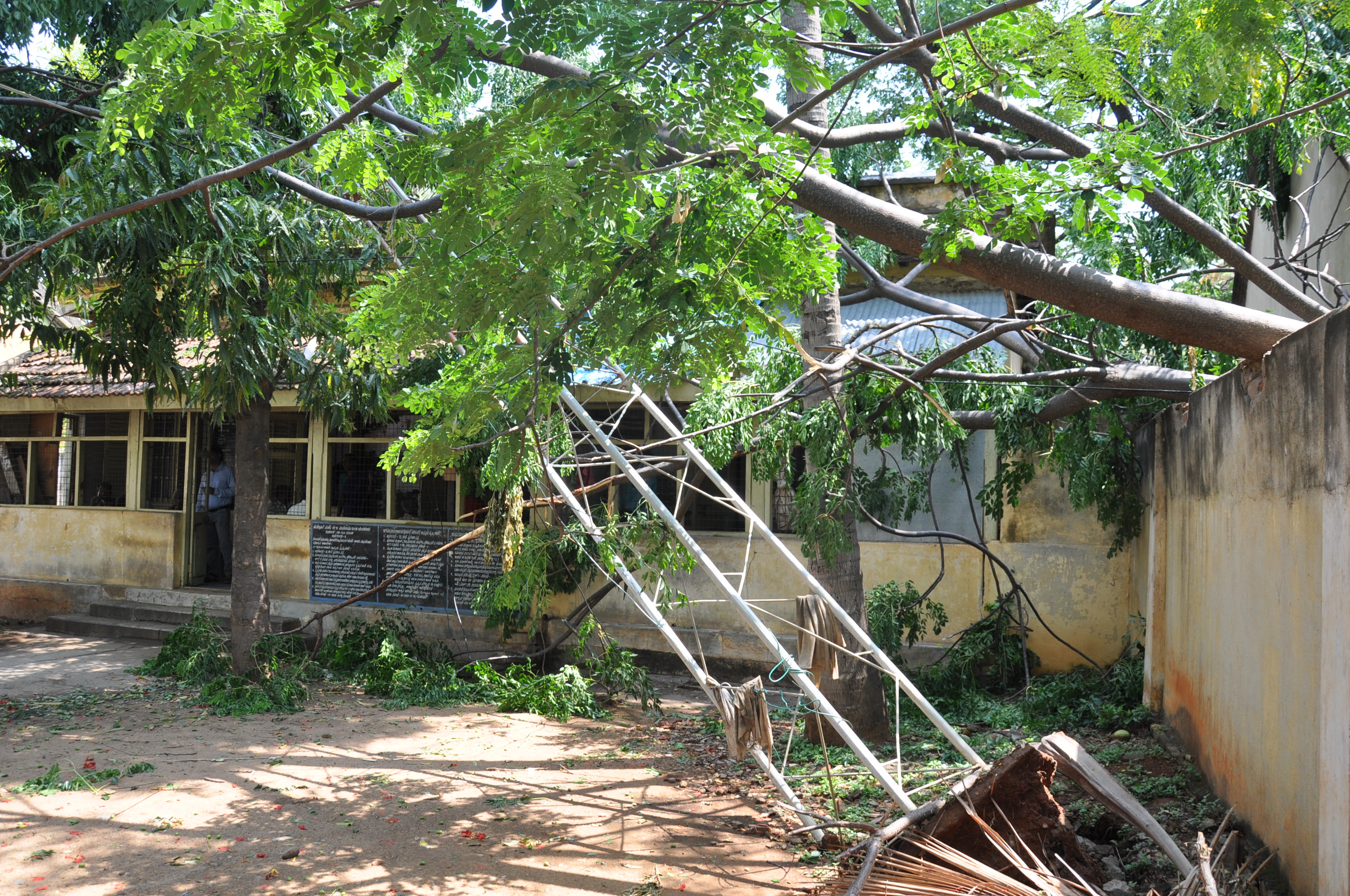 ಕೊಳ್ಳೇಗಾಲ: ಗುಡುಗು ಸಿಡಿಲು ಸಹಿತ ಧಾರಾಕಾರ ಮಳೆ; ನೆಲಕ್ಕುರುಳಿದ ಮರಗಳು