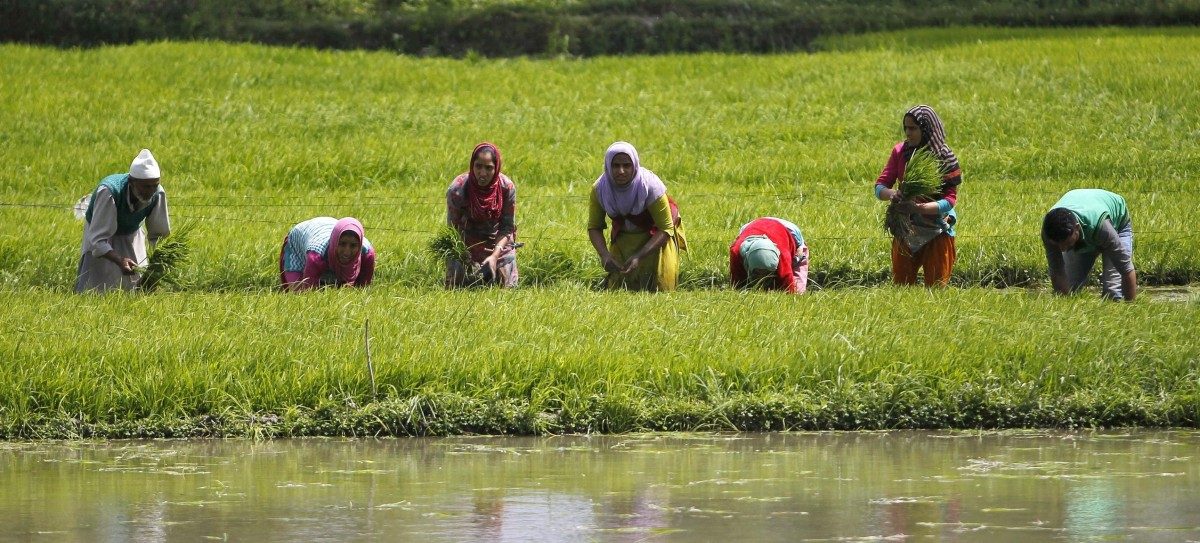 ರದ್ದುಗೊಳಿಸಿದ ಬಳಿಕವೂ ಕೃಷಿ ಕಲ್ಯಾಣ ಸೆಸ್‌ನಿಂದ 1,300 ಕೋಟಿ ಸಂಗ್ರಹಿಸಿದ ಕೇಂದ್ರ ಸರಕಾರ