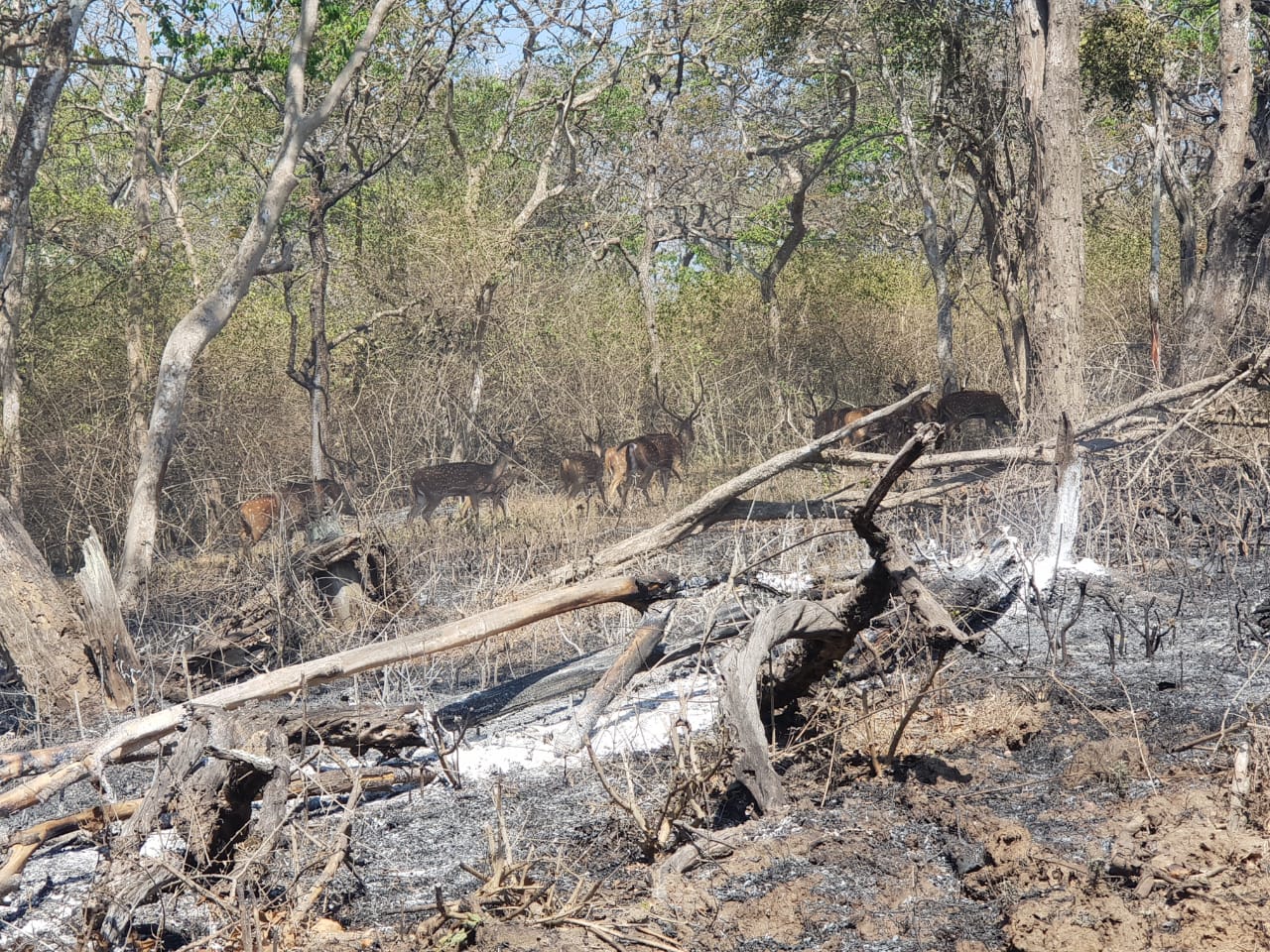 ಕಾಡ್ಗಿಚ್ಚು ಸಂಭವಿಸಿ ನಷ್ಟವಾದರೆ ಅರಣ್ಯ ಅಧಿಕಾರಿಗಳು ಜವಾಬ್ದಾರಿ ಹೊರಬೇಕು: ಹೈಕೋರ್ಟ್ ನಿರ್ದೇಶ