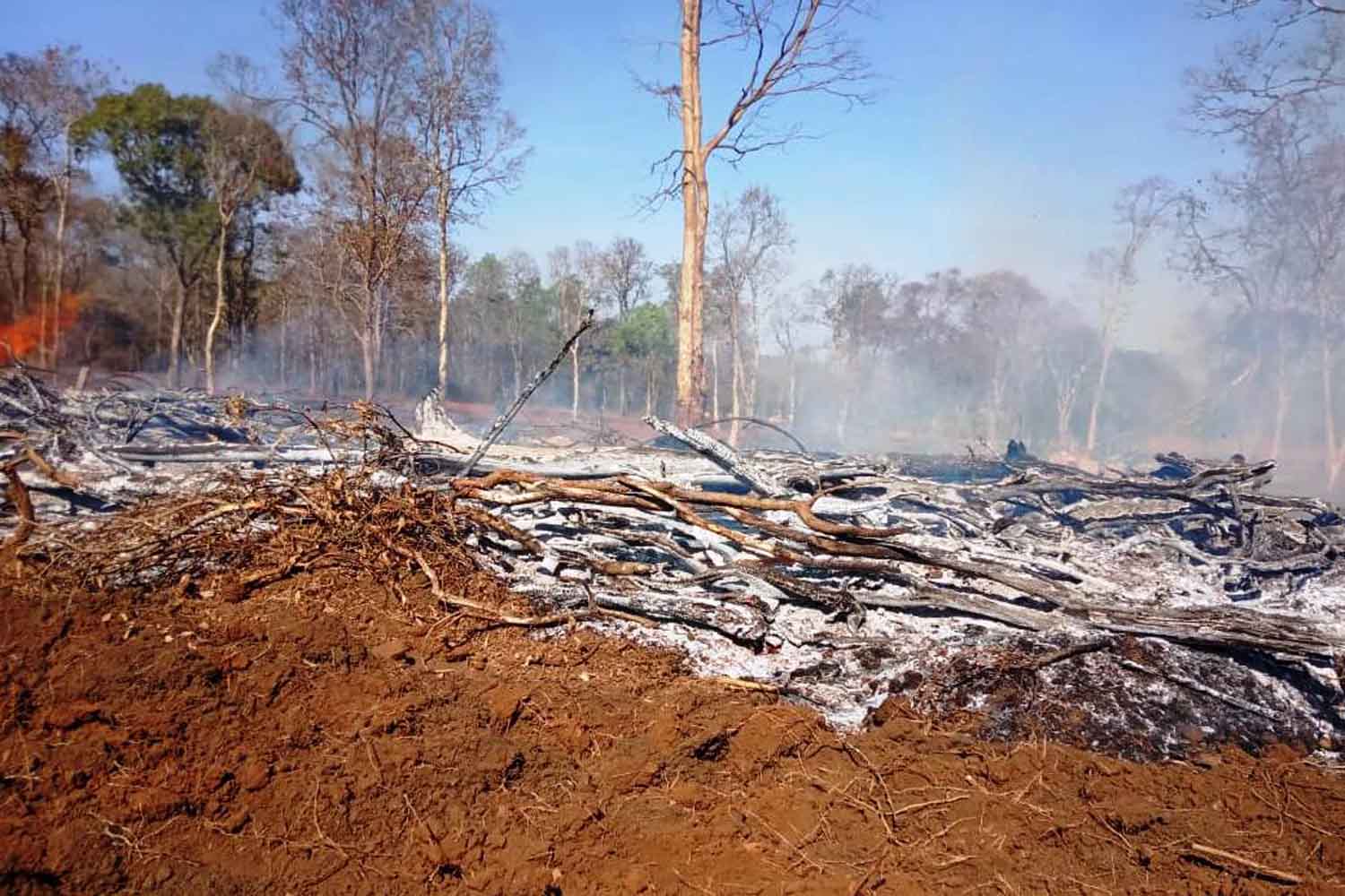 ಶಿವಮೊಗ್ಗ: ರಾ.ಹೆ. ಪಕ್ಕದಲ್ಲಿಯೇ ಎರಡು ಸಾವಿರಕ್ಕೂ ಅಧಿಕ ಮರಗಳ ಅಕ್ರಮ ಕಡಿತ